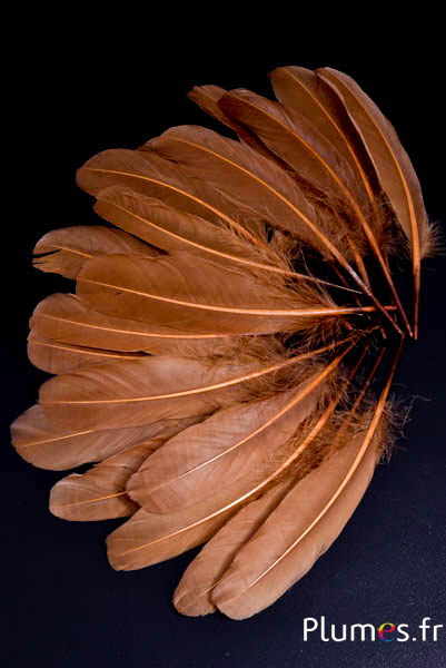 Oie - 15-21 cm - châtaigne